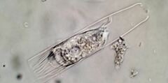 Eutintinnus