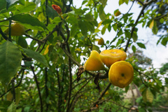 Leuenbergeria bleo