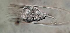 Eutintinnus