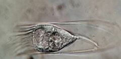 Eutintinnus