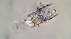 Eutintinnus