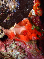 Halocynthia papillosa