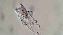Eutintinnus