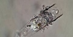 Eutintinnus