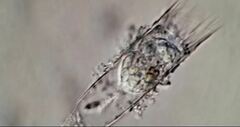 Eutintinnus