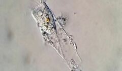 Eutintinnus