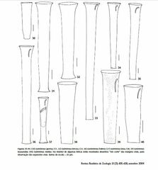 Eutintinnus