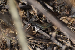 Stenocercus ornatissimus