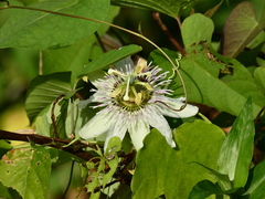 Passiflora