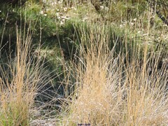 Brachypodium phoenicoides