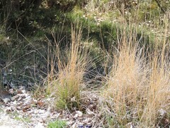 Brachypodium phoenicoides