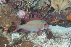 Lethrinus erythropterus