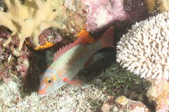 Lethrinus erythropterus