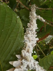 Poekilloptera phalaenoides