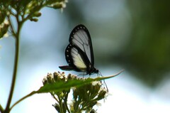 Ithomiini