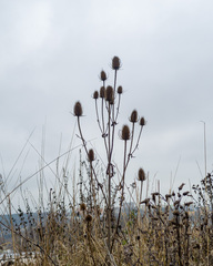 Dipsacus fullonum