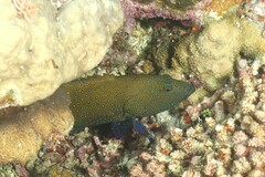 Cephalopholis argus