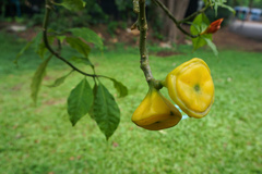 Leuenbergeria bleo