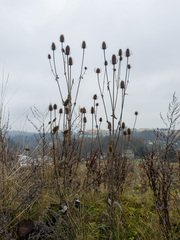 Dipsacus fullonum