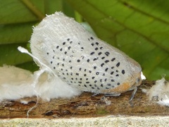 Poekilloptera phalaenoides