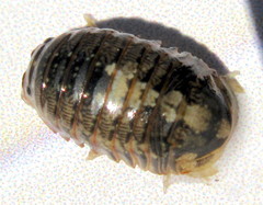 Gnorimosphaeroma oregonense