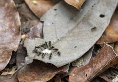 Dolichoderus bispinosus