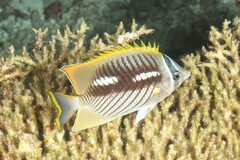 Chaetodon trifascialis