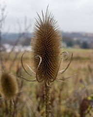 Dipsacus fullonum