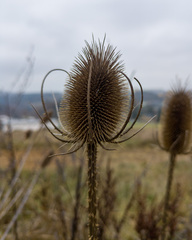 Dipsacus fullonum