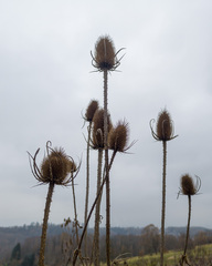 Dipsacus fullonum