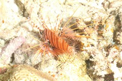 Pterois antennata