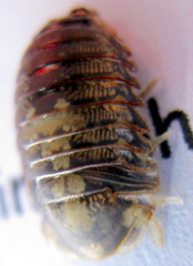 Gnorimosphaeroma oregonense