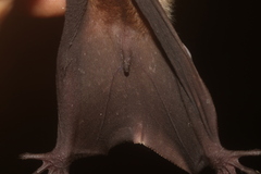 Phyllostomus discolor