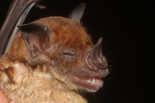 Pale Spear-nosed Bat