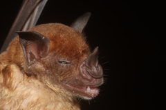 Phyllostomus discolor