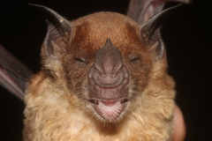 Phyllostomus discolor