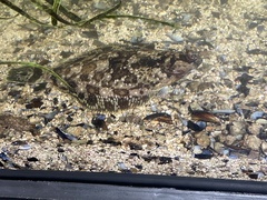 Pleuronichthys coenosus