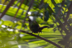 Cyanoloxia cyanoides