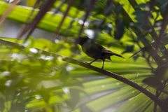 Cyanoloxia cyanoides