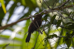 Cyanoloxia cyanoides