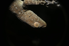 Ptyodactylus guttatus