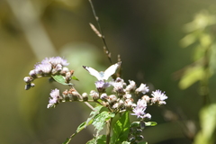 Heliopetes laviana