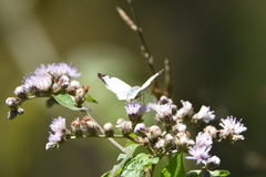 Heliopetes laviana