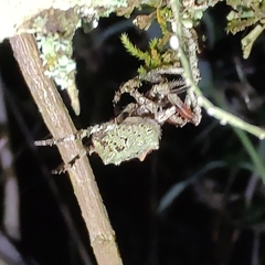 Parawixia