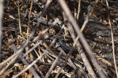 Stenocercus ornatissimus