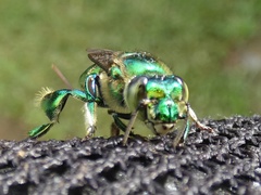 Euglossa