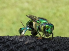 Euglossa