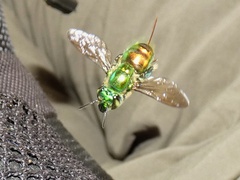 Euglossa