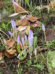 Crocus kotschyanus
