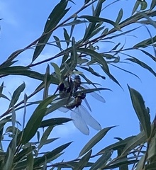 Aeshna mixta